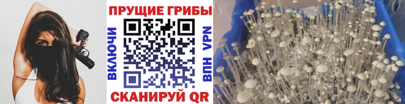 Галлюциногенные грибы ЛСД  Терек 